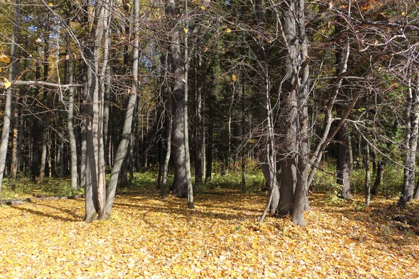 Лист впаде в осінній ліс, Пермський край, Росія — стокове фото