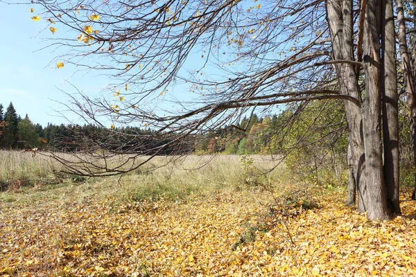 Листопад в осеннем лесу, Пермский край, Россия — стоковое фото