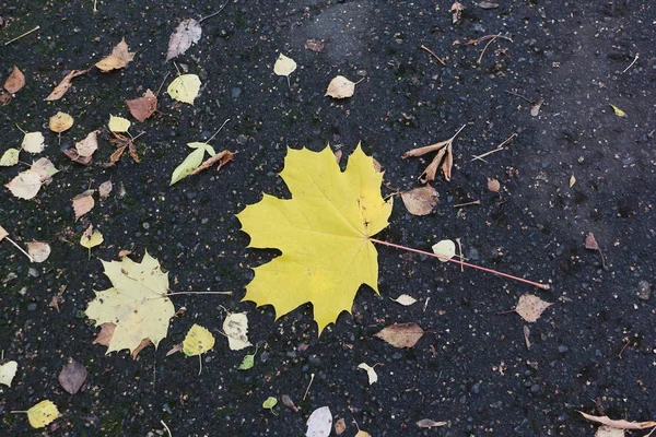 Leaf yellow the Canadian maple on the earth in the fall — Stock Photo, Image