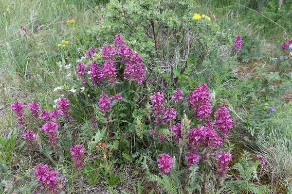 Flowers Altai Mountains Lilac Flowers Lousewort Meadow — Stock Photo, Image