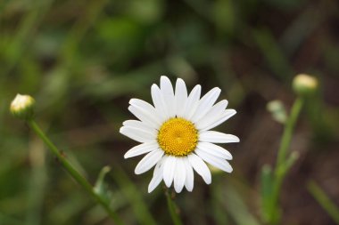 Çayırda koyu bir arka planda tek papatya çayı.