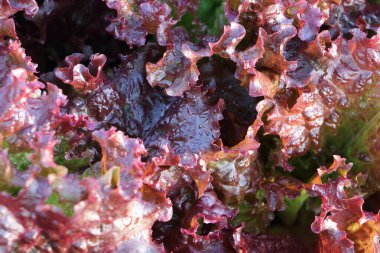 Bahçede kırmızı marul, doğal arka plan.