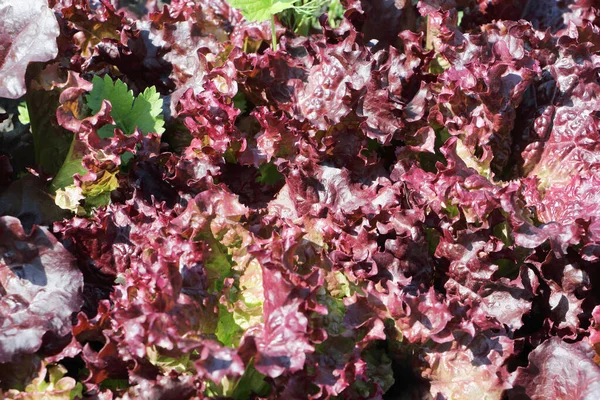 Lattuga Rossa Giardino Sfondo Naturale — Foto Stock