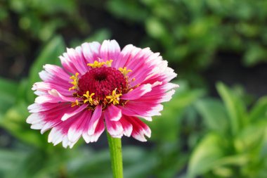 Yaz bahçesindeki yeşil çimlerin arka planında pembe zinnia çiçeği