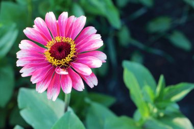 Yaz bahçesindeki yeşil çimlerin arka planında pembe zinnia çiçeği