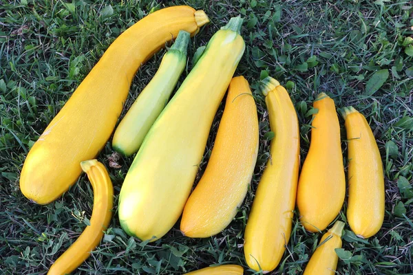 Reife Gelbe Zucchini Auf Dem Gras Garten — Stockfoto