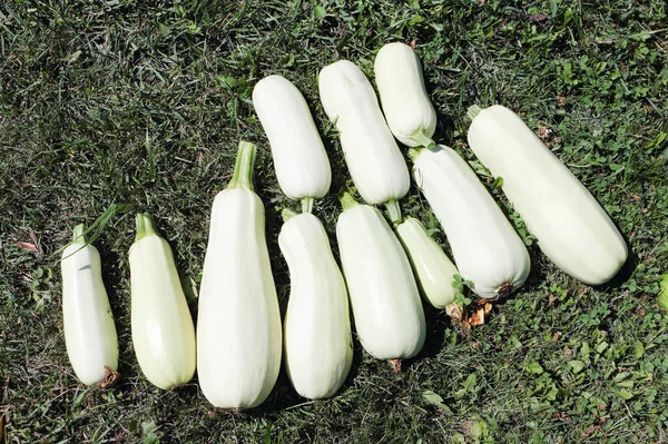 Reife Weiße Zucchini Auf Dem Gras Garten — Stockfoto