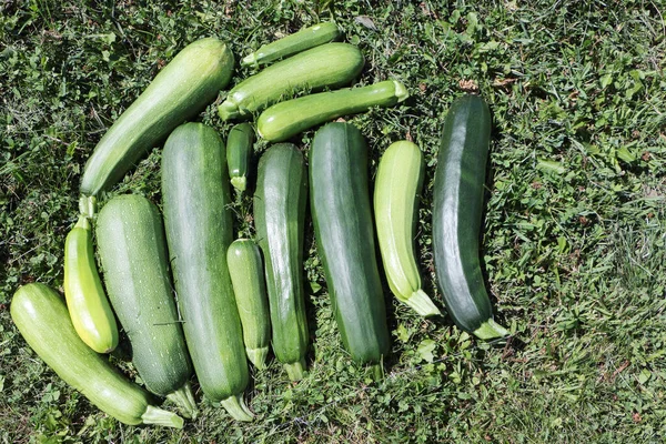 Reife Grüne Zucchini Auf Dem Gras Garten — Stockfoto