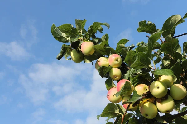 Ripe Red Apples Ranet Branch Garden Blue Sky — Stock Photo, Image