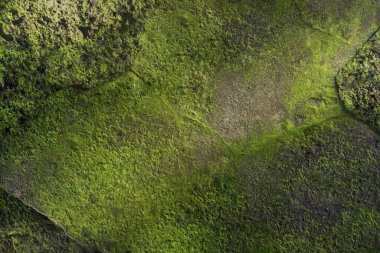 Yeşil yosunlarla kaplı desenli bir yüzeyi, ışık, gölge ve eşit olmayan doğal ışık noktalarıyla donatılmış bir arka plan. Tasarım için kullanılabilir.                        