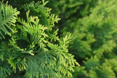 Yeşil thuja dalları güneş ışığında yakınlaşır. Makro fotoğrafçılık renklerin zenginliğini ve kozalaklı bitkinin tazeliğini vurgular..           