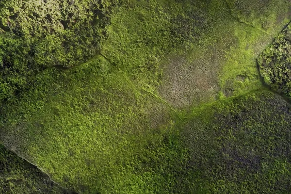Yeşil yosunlarla kaplı desenli bir yüzeyi, ışık, gölge ve eşit olmayan doğal ışık noktalarıyla donatılmış bir arka plan. Tasarım için kullanılabilir.                        