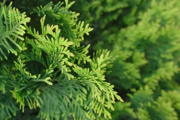 Yeşil thuja dalları güneş ışığında yakınlaşır. Makro fotoğrafçılık renklerin zenginliğini ve kozalaklı bitkinin tazeliğini vurgular..           