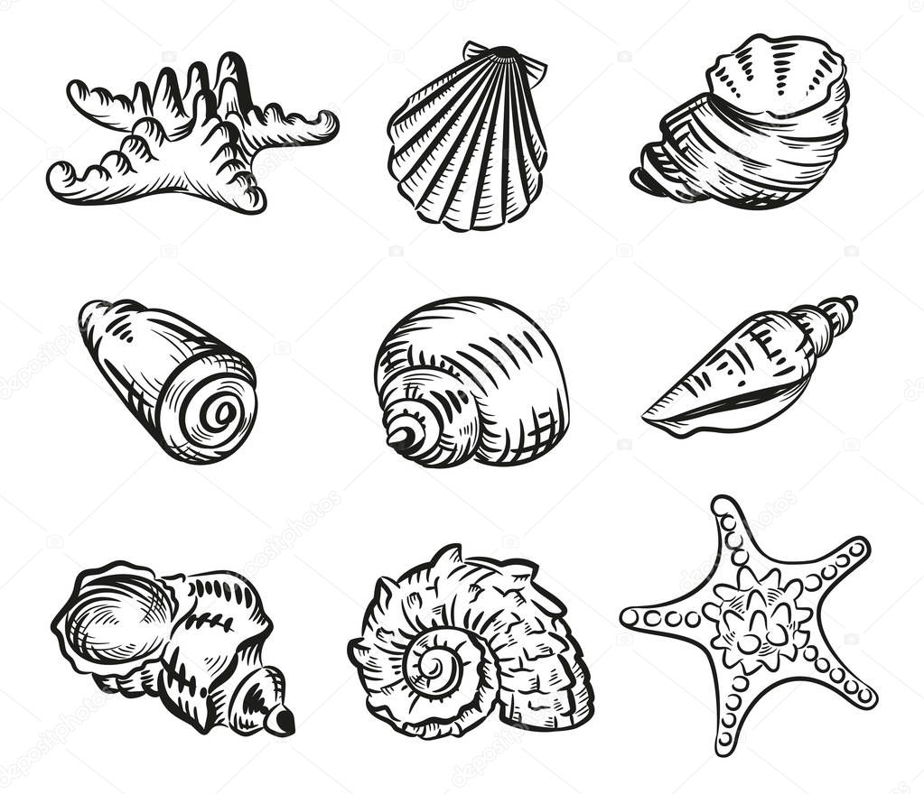 Sea shell beach hand drawn sketch style illustration set isolated on white background illustration. Realistic various mollusk different forms.