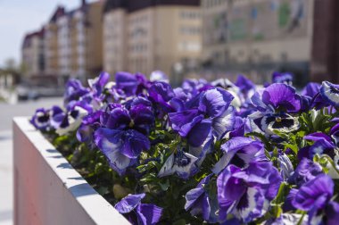 Sity manzara çiçektar pansy