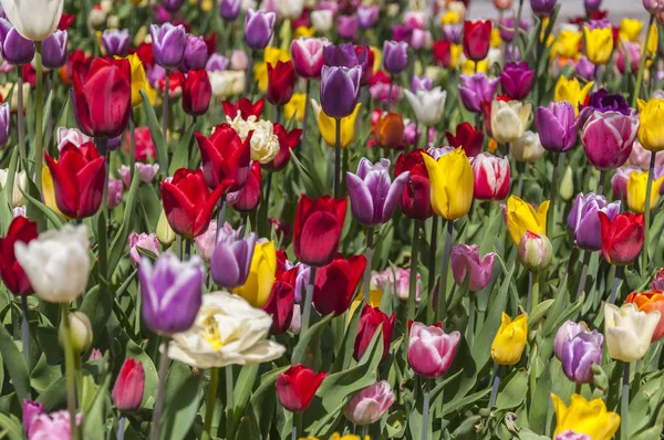 Bahçe manzarasında çiçek tarhı çok renkli