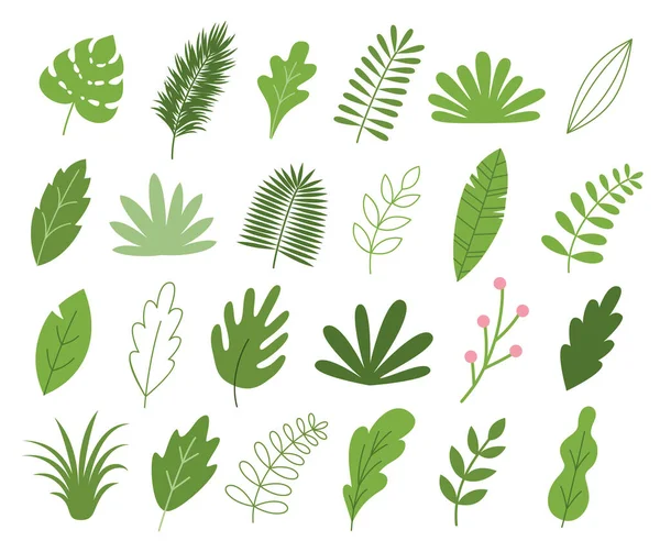 Набор Зеленых Листьев Трав Веток Тропических Листьев Пальм Коллекция Элементов — стоковый вектор
