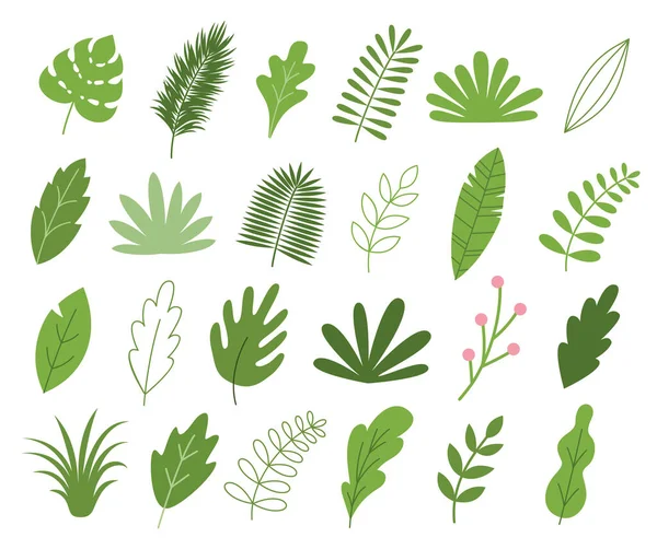 Set Green Leaves Herbs Branches Tropical Leaf Palm Floral Design — Stock Vector