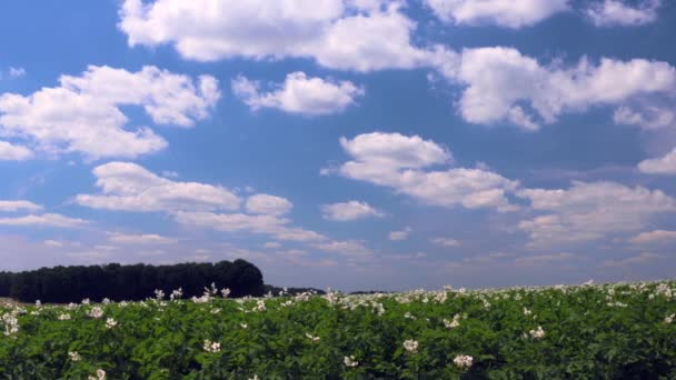 Kartoffelacker Unter Blauem Himmel Sachsen Breites Kartoffelfeld Mit Jungen Blühenden — Stockvideo