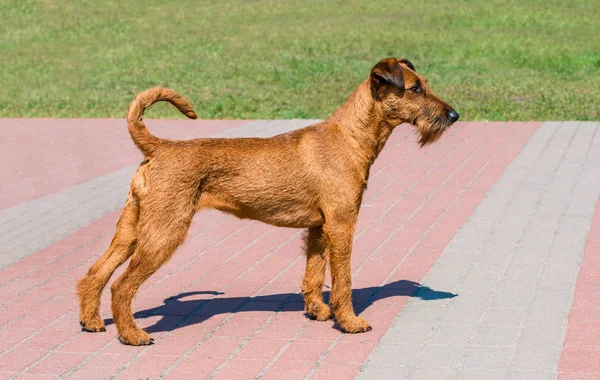 Profil Irish Terrier Terrier Irlandais Dresse Dans Parc Ville — Photo