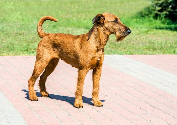 Irish Terrier Olha Frente Terrier Irlandês Está Parque Cidade — Fotografia de Stock