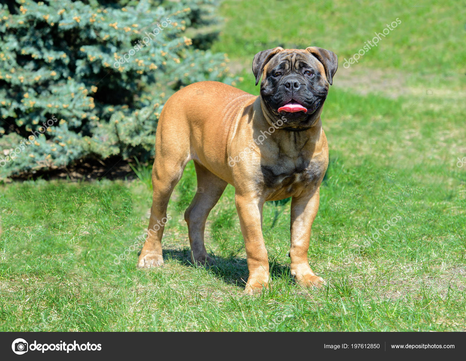 Bullmastiff Looks Camera Bullmastiff Stands City Park — Stock