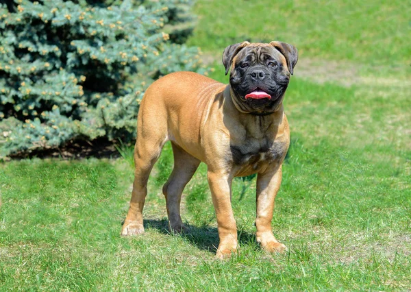 Bullmastiff 看着相机 Bullmastiff 站在城市公园里 — 图库照片