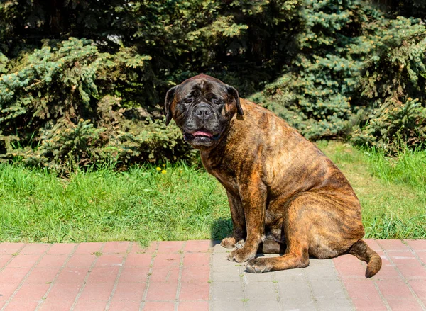 Assentos Cachorrinho Mascote Cachorro Bullmastiff Está Parque Cidade — Fotografia de Stock