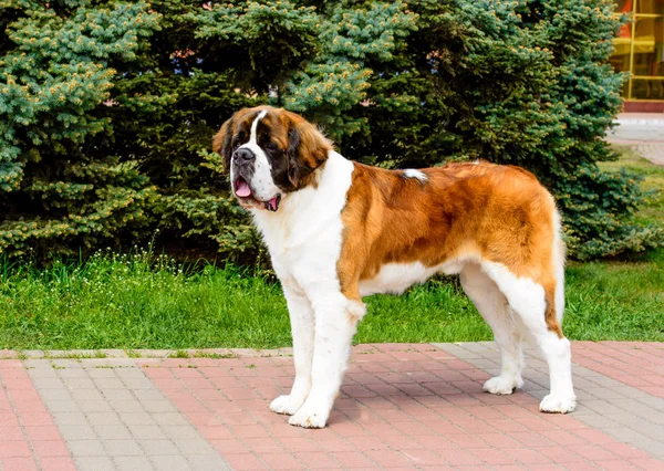 Moskauer Wachhund Schaut Zur Seite Moskauer Wachhund Ist Stadtpark — Stockfoto