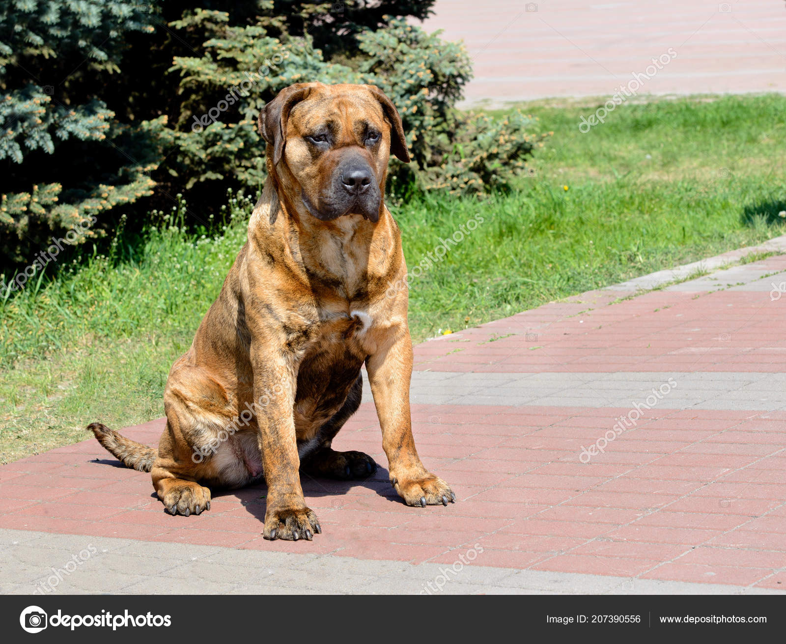 Perro Presa Canario Seats Perro Presa Canario City Park — Stock