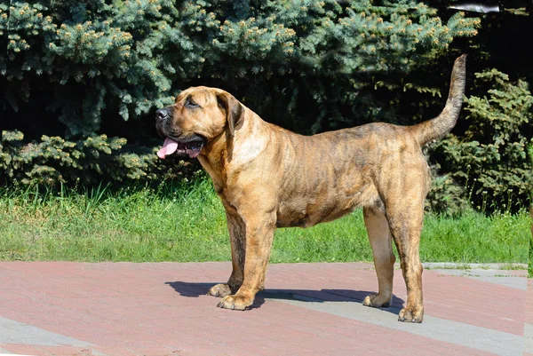 Canary Mastiff Profilo Mastino Delle Canarie Nel Parco Della Città — Foto Stock