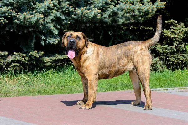 Presa Canario 看着相机 Presa Canario 在城市公园里 — 图库照片