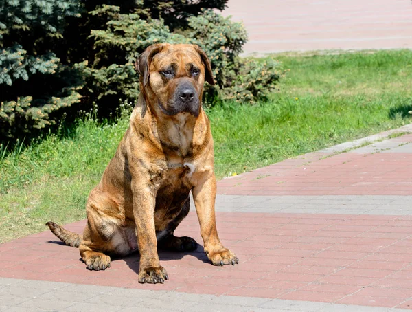 Perro Presa Canario Assentos Perro Presa Canario Está Parque Cidade — Fotografia de Stock