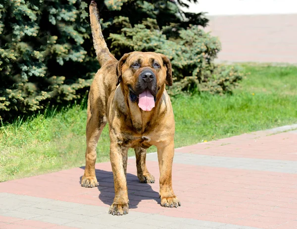 Kanárská Doga Plné Tváře Kanárské Dogy Městském Parku — Stock fotografie