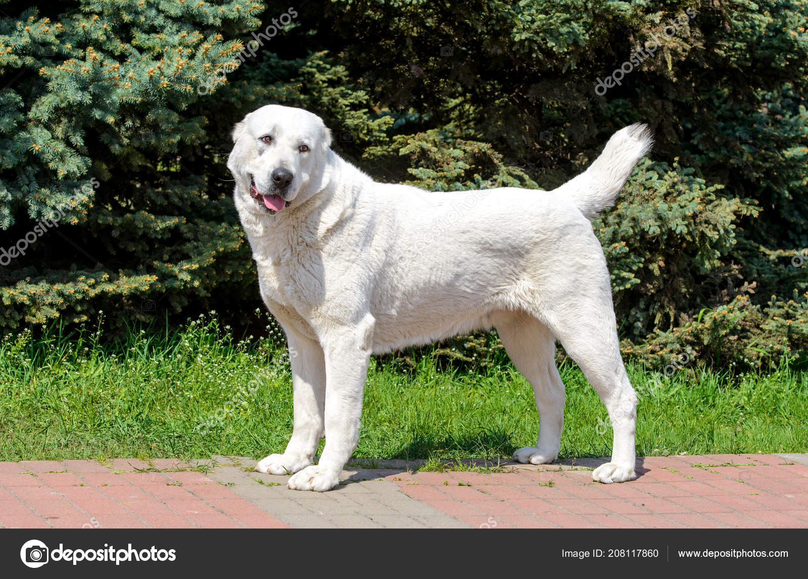 300 Kangal Dog Stock Photos Kangal Dog Images Depositphotos