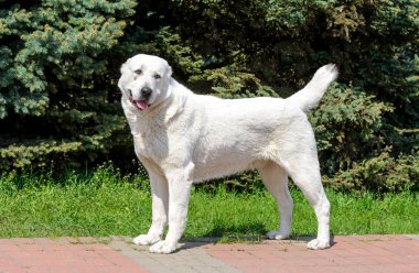 Orta Asya çoban köpeği şehir parkında standları.