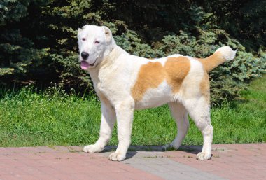 Orta Asya çoban köpeği şehir parkında standları.