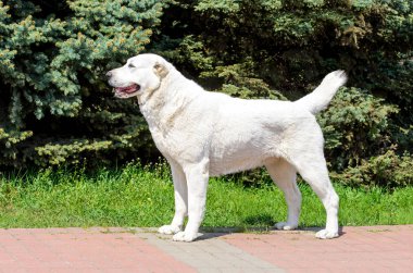 Orta Asya çoban köpeği şehir parkında standları.