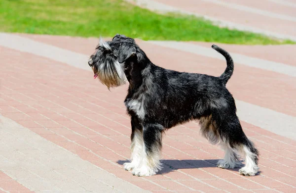 Μινιατούρα Schnauzer Στο Προφίλ Μινιατούρα Schnauzer Είναι Στο Πάρκο Της — Φωτογραφία Αρχείου