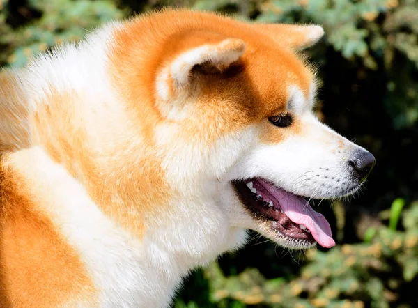 プロファイルに日本の秋田犬の肖像画 市内の公園には 日本の秋田犬 — ストック写真