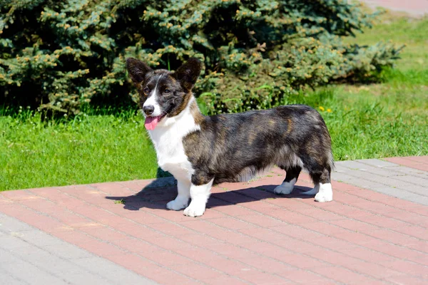 Ζακέτα Ουαλλέζικο Corgi Φαίνεται Στην Κάμερα Ουαλλέζικο Corgi Ζακέτα Στέκεται — Φωτογραφία Αρχείου