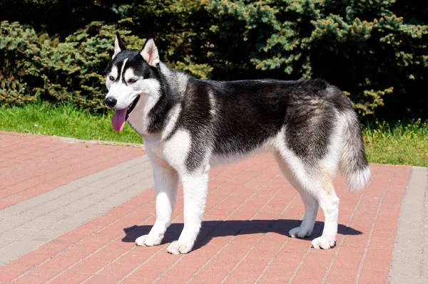 Husky Profilu Husky Stoi Parku Miejskim — Zdjęcie stockowe