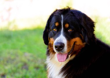 Bernese dağ köpeği portre. Bernese dağ köpeği şehir park vardır.
