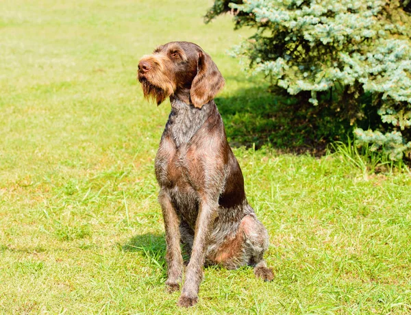 Drahthaar koltuk yeşil çimenlerin üzerinde.