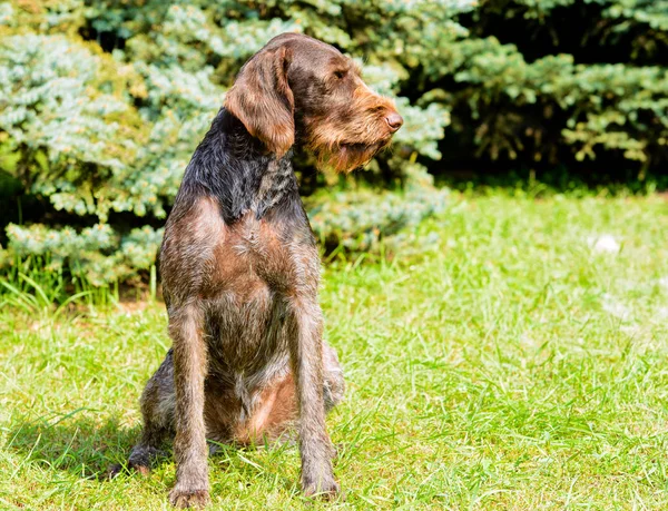 Drahthaar koltuk yeşil çimenlerin üzerinde.