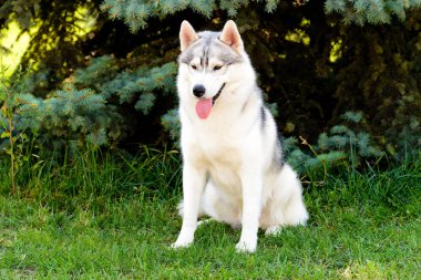 Husky tam karşısında. Belgili tanımlık dış yapraklar yeşil çimenlerin üzerinde olduğunu.