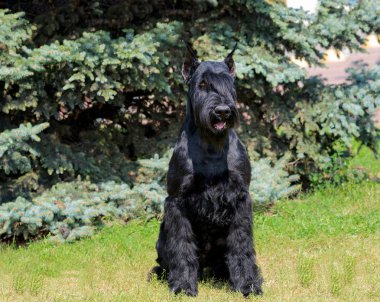Dev Schnauzer tam karşısında. Şehir Parkı yeşil çim üzerinde dev Schnauzer duruyor.