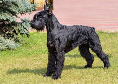 Dev Schnauzer önde görünüyor. Şehir Parkı yeşil çim üzerinde dev Schnauzer duruyor.