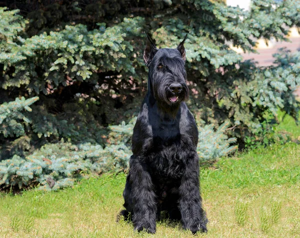 Dev Schnauzer tam karşısında. Şehir Parkı yeşil çim üzerinde dev Schnauzer duruyor.
