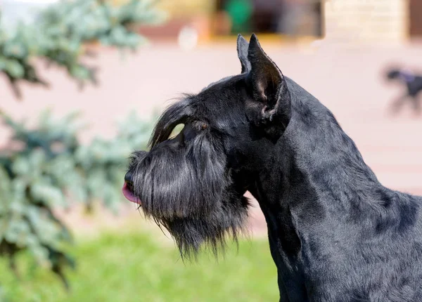 Portrét Knírače Zlatý Retriever Stojí Zelené Trávy Městském Parku — Stock fotografie